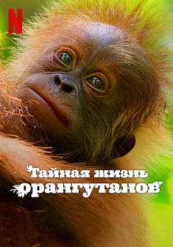 Тайная жизнь орангутанов (2024)